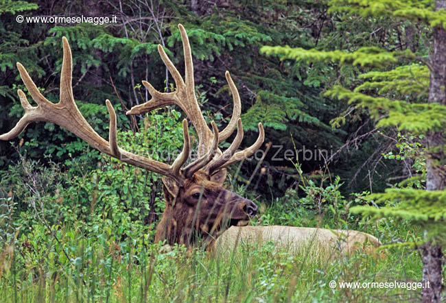 Cervo Wapiti 22-16-05